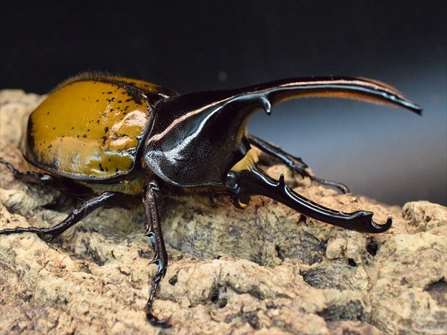 【希少】ヘラクレスリッキー123ｍｍペア【ウカヤリ産】