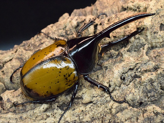 【希少】ヘラクレスリッキー123ｍｍペア【ウカヤリ産】