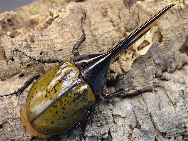 WD(野外採取個体) ヘラクレスリッキー標本　2匹セット　コロンビア・ボヤカ 4fd9e3e711173c627495b00bd3eac9