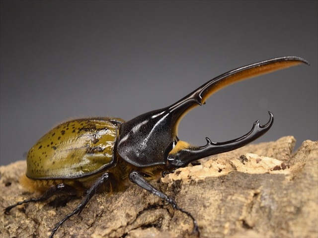 希少】ヘラクレスリッキー130mmペア【ウカヤリ産】 | 外国産