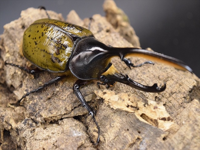 WD(野外採取個体) ヘラクレスリッキー標本　2匹セット　コロンビア・ボヤカ WD(野外採取個体) ヘラクレスリッキー標本 2匹セット コロンビア