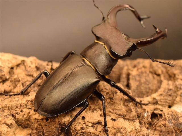 ユダイクスミヤマクワガタ成虫ペア