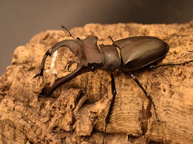 ユダイクスミヤマクワガタ　88mm ペア 標本 ユダイクスミヤマクワガタ 88mm ペア 標本 標本 耐難い ユダイクス