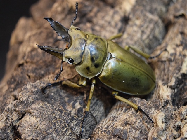 ババオウゴンオニクワガタペア ババオウゴンオニクワガタ ペア | 子カブト 〜クワガタとカブトムシの