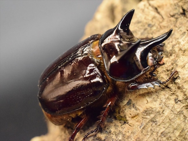 カブトムシ 国産カブト ♂75mmup ペア カブトムシ