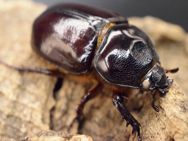 【極太ホワイトアイ血統】スリナムミツノカブト成虫43mmペア