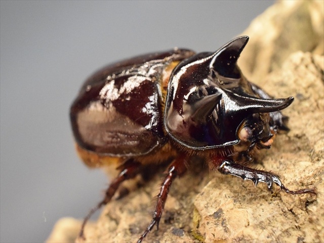 【極太ホワイトアイ血統】スリナムミツノカブト成虫43mmペア