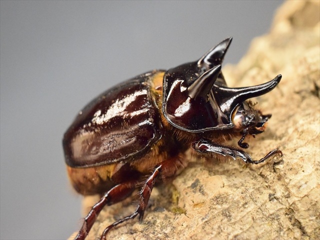 【極太ホワイトアイ血統】スリナムミツノカブト成虫43mmペア