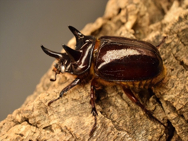 【長角ホワイトアイ血統】スリナムミツノカブト成虫45mmペア