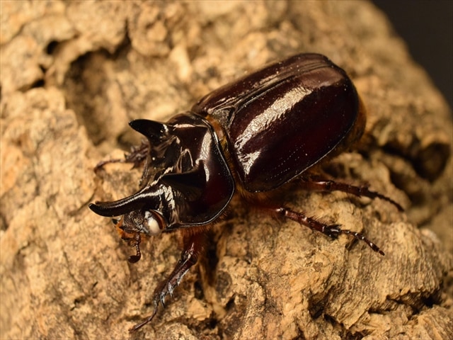 【長角ホワイトアイ血統】スリナムミツノカブト成虫45mmペア