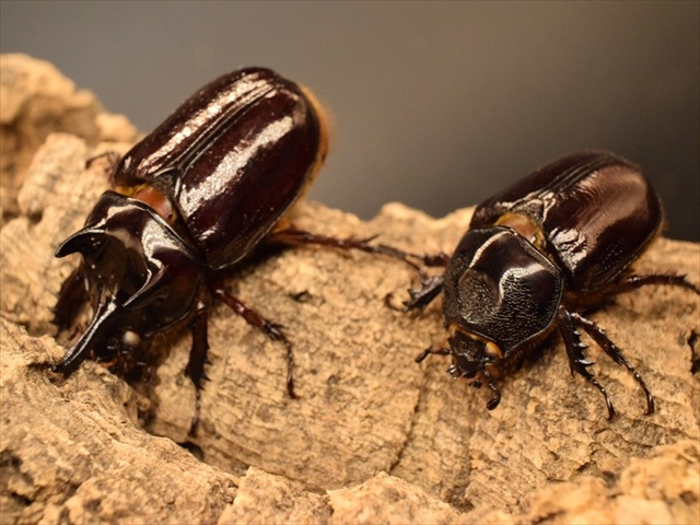 【長角ホワイトアイ血統】スリナムミツノカブト成虫45mmペア