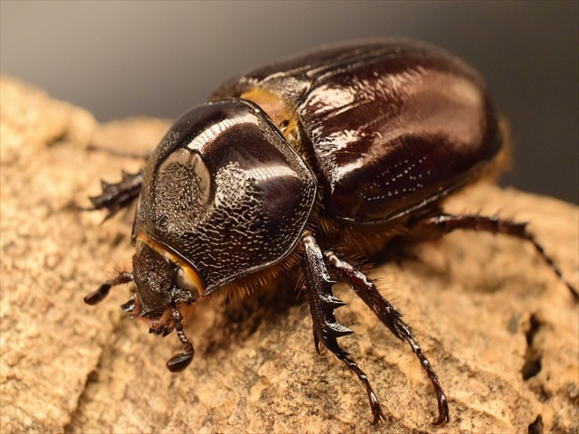 【長角ホワイトアイ血統】スリナムミツノカブト成虫45mmペア