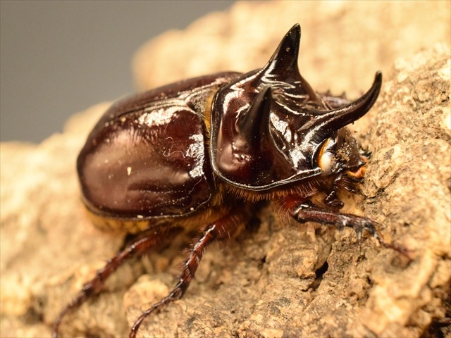 【長角ホワイトアイ血統】スリナムミツノカブト成虫45mmペア