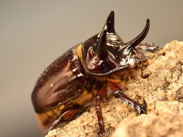 【長角ホワイトアイ血統】スリナムミツノカブト成虫45mmペア