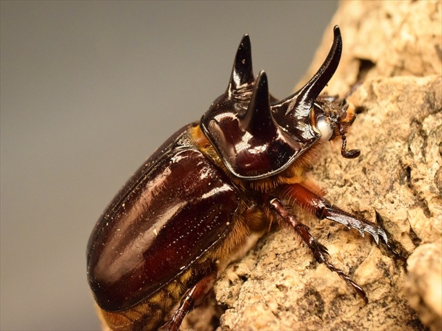 【長角ホワイトアイ血統】スリナムミツノカブト成虫45mmペア