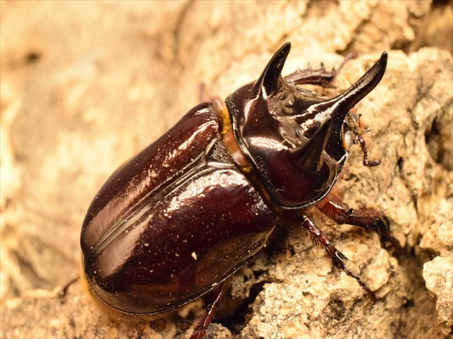 【長角ホワイトアイ血統】スリナムミツノカブト成虫45mmペア