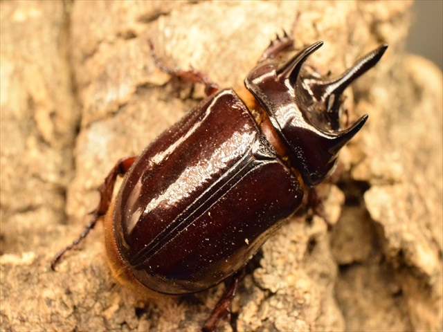 【長角ホワイトアイ血統】スリナムミツノカブト成虫45mmペア