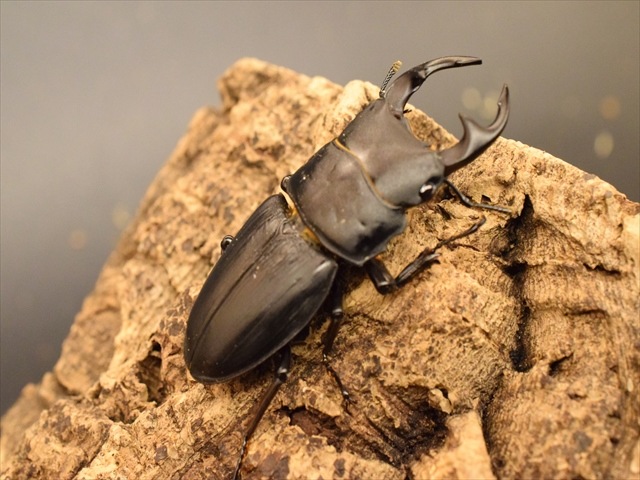 国産オオクワガタ（久留米産）57mmペア【新成虫】 | 国産
