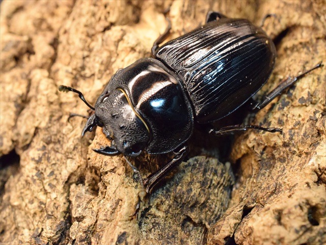 国産オオクワガタ（久留米産）57mmペア【新成虫】 | 国産