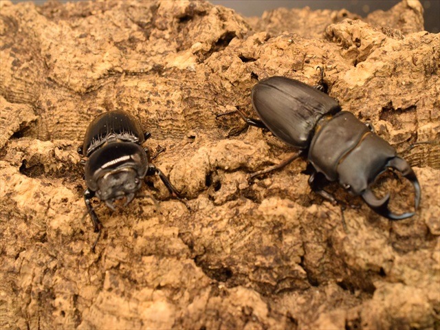 国産オオクワガタ（久留米産）57mmペア【新成虫】 | 国産クワガタ