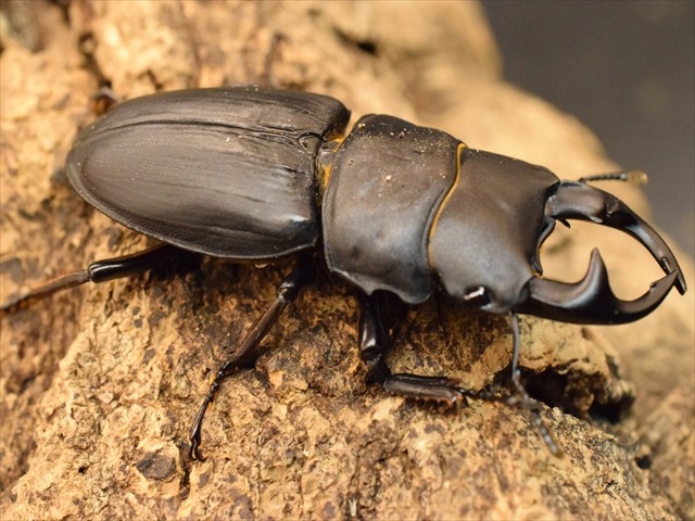 国産オオクワガタ（久留米産）57mmペア【新成虫】 | 国産クワガタ