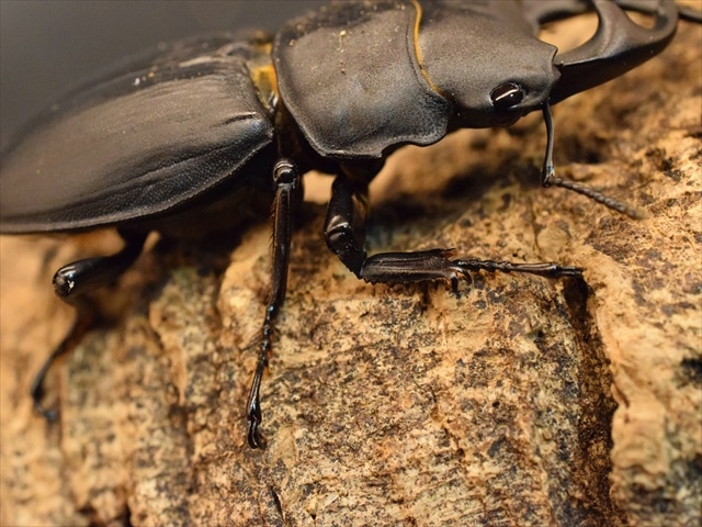 久留米産オオクワガタ♂82mm 標本 久留米産オオクワガタ飼育開始（2000年4月） | neparensisの