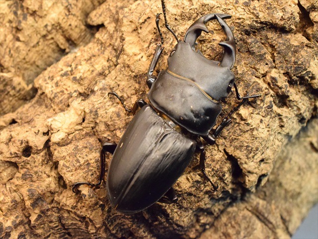 国産オオクワガタ(久留米産)57mmペア【新成虫】 | 国産クワガタ 国産オオクワガタ(久留米産)57mmペア【新成虫】 | 国産クワガタ