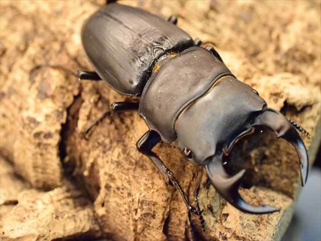 【DANK】 国産オオクワガタ 新成虫 ♀５０mmＵＰ×５頭 