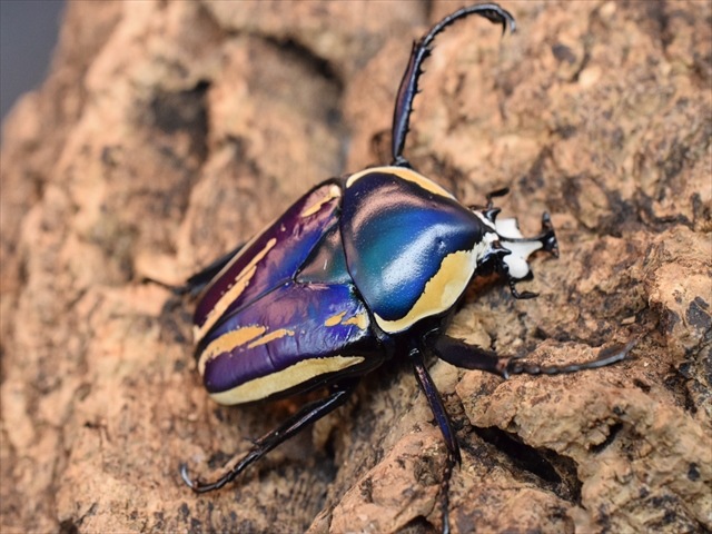 カナブン様専用です。 サスマタカナブン色々 みうみう サスマタ