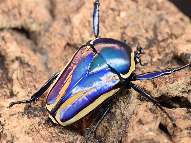 新成虫】シロヘリミドリツノカナブンペア | カナブン、コガネムシ