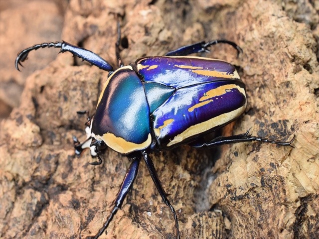 新成虫】シロヘリミドリツノカナブンペア | カナブン、コガネムシ