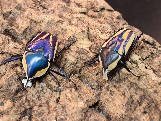 新成虫】シロヘリミドリツノカナブンペア | カナブン、コガネムシ