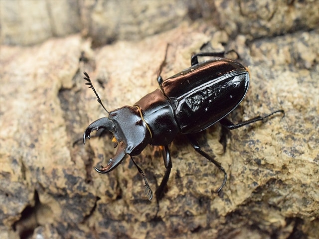 希少】ミクラミヤマクワガタ35mmペア | 国産クワガタ 成虫 | 極