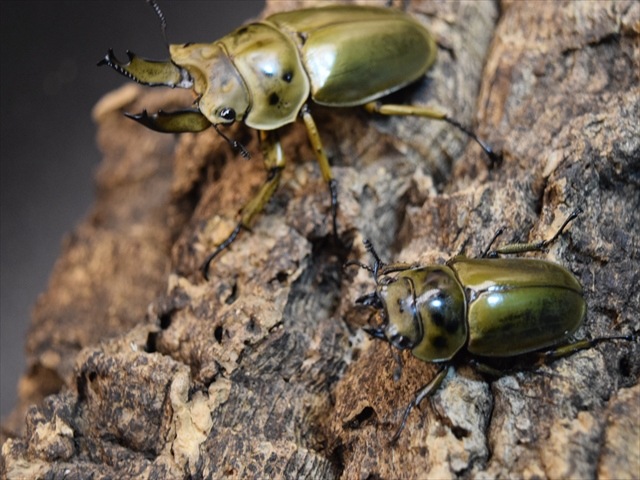 新成虫】ババオウゴンオニクワガタ60mmペア | 外国産クワガタ 成虫