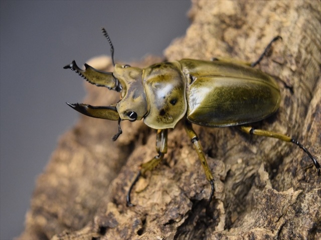 オウグ 新成虫】ババオウゴンオニクワガタ60mmペア | 外国産クワガタ