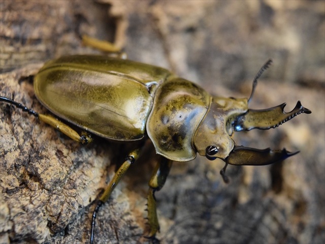 新成虫】ババオウゴンオニクワガタ60mmペア | 外国産クワガタ