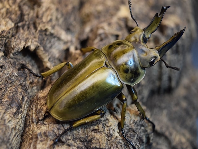 ババオウゴンオニクワガタ 新成虫 期間限定価格 三頭 ♂♂♀トリプル