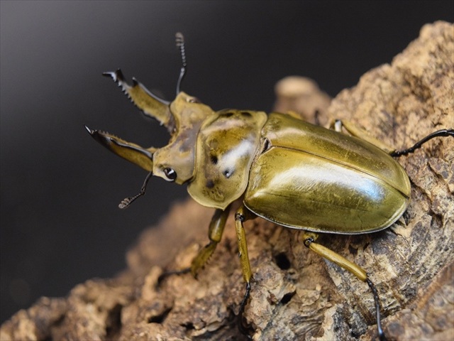 オウゴンオニクワガタ2009 第5弾ハイパーレアARS10 PSA10相当