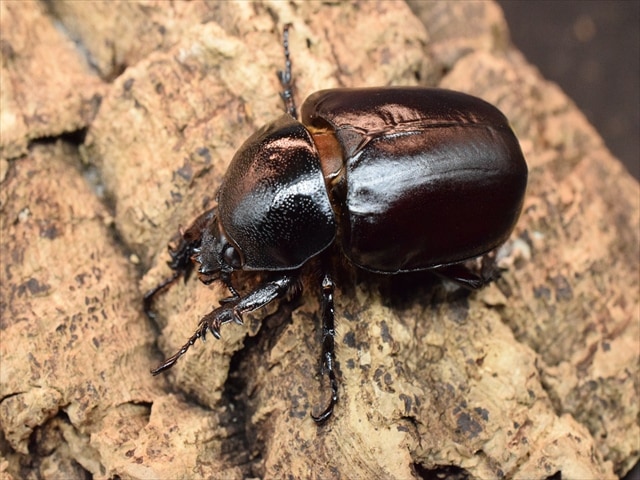 【新成虫】ビルマニクスゴホンヅノカブト71mmペア