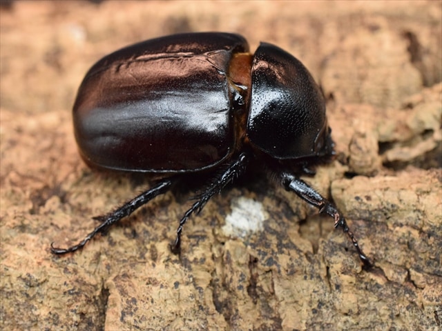 【新成虫】ビルマニクスゴホンヅノカブト71mmペア