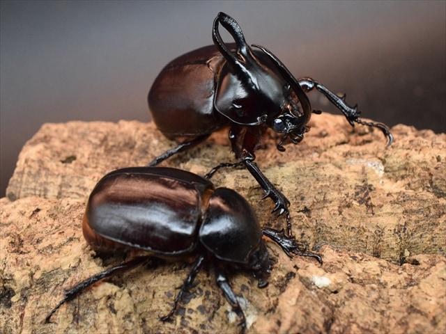 【新成虫】ビルマニクスゴホンヅノカブト71mmペア