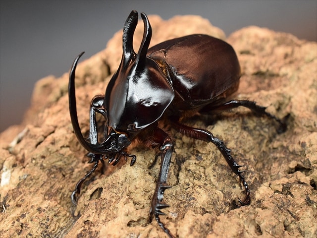 【新成虫】ビルマニクスゴホンヅノカブト71mmペア