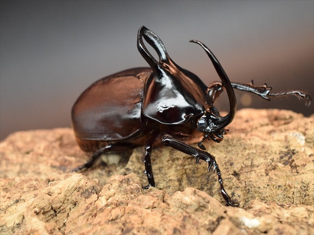 【新成虫】ビルマニクスゴホンヅノカブト71mmペア