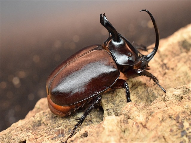 【新成虫】ビルマニクスゴホンヅノカブト71mmペア