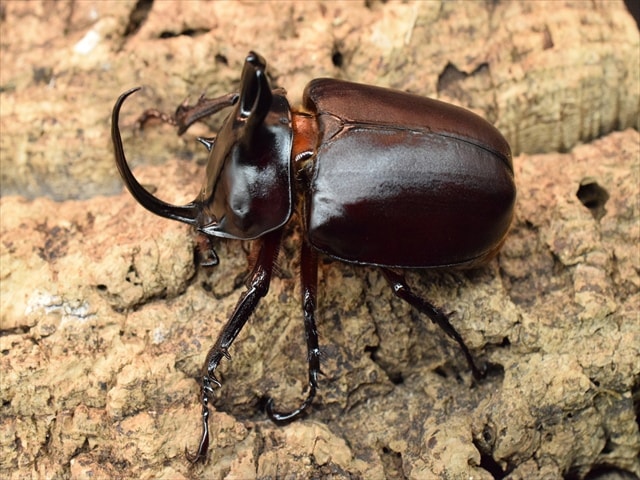 【新成虫】ビルマニクスゴホンヅノカブト71mmペア