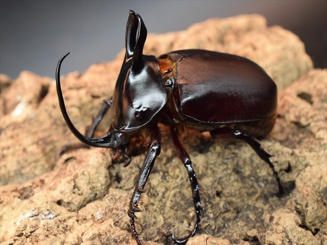 【新成虫】ビルマニクスゴホンヅノカブト71mmペア