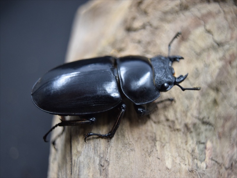 アンタエウスオオクワガタ89mmペア 楽天市場】【DDA】赤眼 インドアンタエウス (タイガーヒル)RR