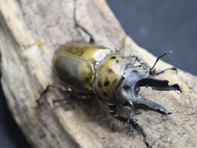 insectbase 小さめ‼️ババオウゴンオニ♂52㎜×36.3㎜新成虫‼️