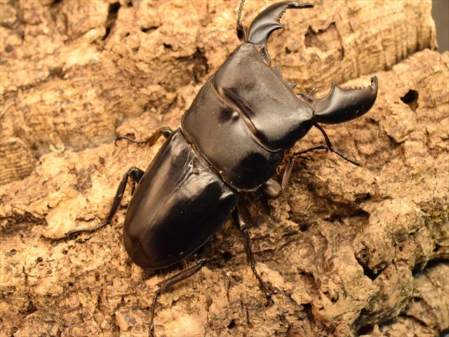 新成虫】スマトラオオヒラタクワガタ78mmペア | 外国産クワガタ 成虫