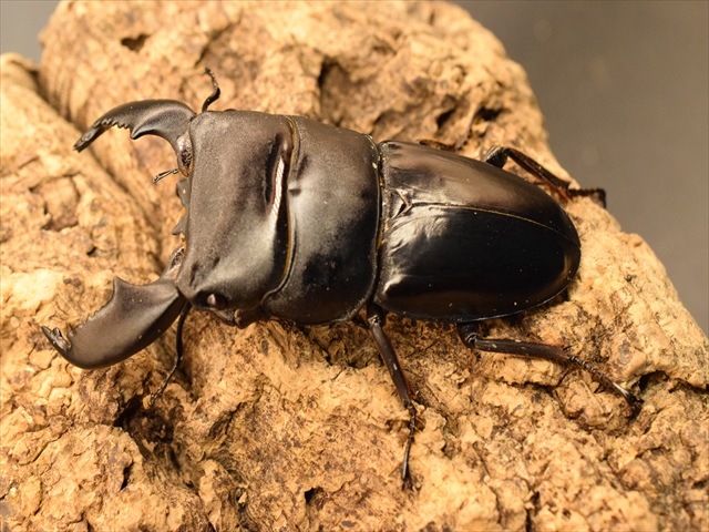 新成虫】スマトラオオヒラタクワガタ78mmペア | 外国産クワガタ 成虫